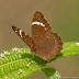 Common Evening Brown