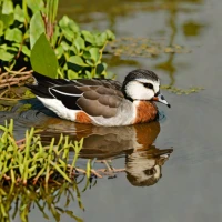 Cotton Pygmy Goose