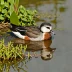 Cotton Pygmy Goose