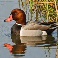Common Pochard