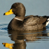 Common Scoter