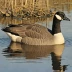 Cackling Goose