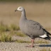 Cape Barren Goose