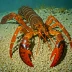 Cape lobster (Homarus capensis)