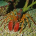 Caribbean lobsterette (Metanephrops binghami)