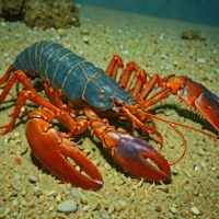 Chinese lobsterette (Metanephrops sinensis)
