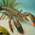 Caribbean spiny lobster (Panulirus argus)