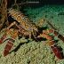 California spiny lobster (Panulirus interruptus)