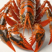 Cape rock lobster (Jasus lalandii)