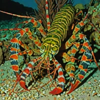 Canary Island spiny lobster (Palinurus charlestoni)
