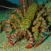 Canary Island spiny lobster (Palinurus charlestoni)