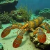 Chelarctus cultrifer