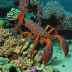 Crosnier's reef lobster (Enoplometopus crosnieri)