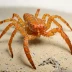 Chilean squat lobster (Pleuroncodes monodon)