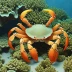 Coral Crab