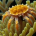 Coral Gall Crab