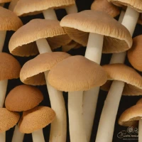 Cremini Mushroom