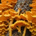 Chicken of the Woods