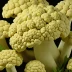 Cauliflower Mushroom
