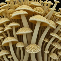 Coral Tooth
