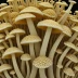 Coral Tooth
