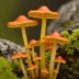 Cinnabar Chanterelle