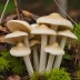 Clouded Funnel