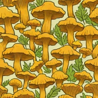 California Golden Chanterelle