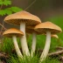 Calocybe Gambosa
