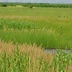 Clinton Prairie Scientific and Natural Area