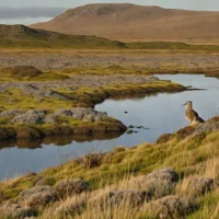 Campbell Island Tundra