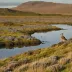 Campbell Island Tundra