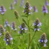 Common Selfheal