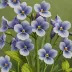 Common Blue Violet