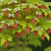 Cornus alba (Tatarian Dogwood)