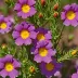 Cistus x purpureus (Purple Rock Rose)