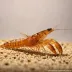 Common Brown Shrimp