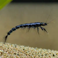 Carbon Rili Shrimp