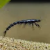Carbon Rili Shrimp