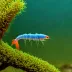 Caridina nudicristata