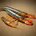 Cauque River Prawn