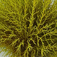 Cystoseira amentacea