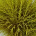Cystoseira amentacea