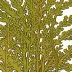 Cymathere triplicata
