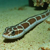 Collared snake eel