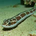 Collared snake eel