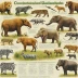 Convention on International Trade in Endangered Species