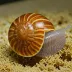 Cylindrical Whorl Snail (Truncatellina cylindrica)
