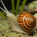 Caribbean Vase Snail (Vasum muricatum)