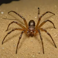 Chilean Recluse Spider (Loxosceles laeta)